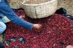埃塞俄比亞Hambela咖啡莊園天然有機咖啡品種咖啡等級g1風味描述