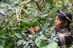 瓜地馬拉薇薇特南果咖啡產區 藍河莊園水洗咖啡風味咖啡豆品種