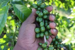 哥斯達黎加咖啡莊園寶藏莊園 SHB黑蜜處理咖啡豆的特點是甜的嗎