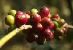 布隆迪咖啡JBC咖啡介紹 JBC咖啡價格風味口感描咖啡述烘焙程度
