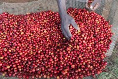 坦桑尼亞塔裏梅水洗站咖啡處理廠 塔裏梅咖啡風味口感描述怎麼樣