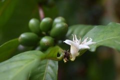 薩爾瓦多阿瓦查潘咖啡豆粗細壓榨 咖啡烘焙程度口感沖泡比例多少