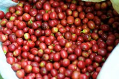 蘇門答臘島亞齊加約咖啡水洗處理方式 咖啡風味口感描述杯測分數