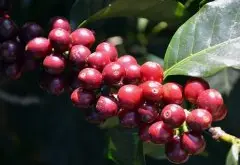 祕魯咖啡產區伊甸園 伊甸園咖啡等級EP咖啡豆品種風味口感描述