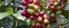 剛果咖啡種植自然條件優勢 剛果咖啡豆特徵種植海拔高度風味描述