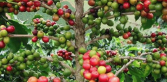 巴拿馬藍標水洗藝伎咖啡豆風味 翡翠莊園藝妓咖啡豆價位如何