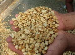 尼加拉瓜希諾特佳產區安晶莊園咖啡處理法 中度烘焙咖啡風味描述