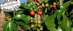 夏威夷卡霧產區鐵比卡咖啡豆處理方式咖啡風味 夏威夷咖啡知名度