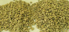 蘇門答臘塔瓦湖阿榭之金咖啡豆烘焙風味 曼特寧咖啡豆的處理流程