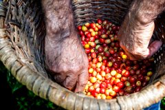 哥斯大黎加咖啡花園莊園 咖啡生豆處理法四要素粉紅波旁水洗風味