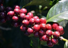 雲南梓墨莊園咖啡種植品種  小粒鐵比卡蜜處理咖啡風味描述