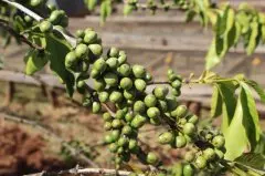 尼加拉瓜有機咖啡豆適合製作什麼咖啡 尼加拉瓜有機咖啡酸度高嗎