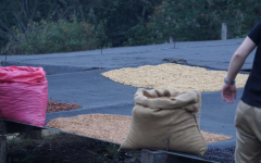 薩爾瓦多巨石莊園咖啡豆用什麼處理法 黑蜜處理咖啡豆價格