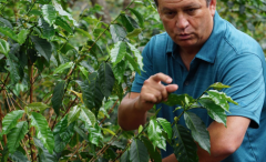 肯尼亞吉切羅裏水洗廠圓豆價格如何 吉切羅裏種植咖啡樹環境
