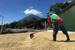 瓜地馬拉阿帝特蘭湖產區Fredy Guarchaj 小農水洗咖啡豆介紹