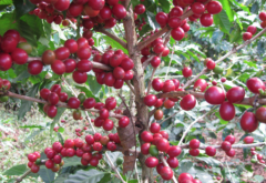 瓜地馬拉法漢尼斯產區勝利莊園水洗處理咖啡流程 咖啡豆SHB特點