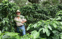 瓜地馬拉薇斯卡亞莊園咖啡的栽種環境 咖啡樹的種植方式有何優點