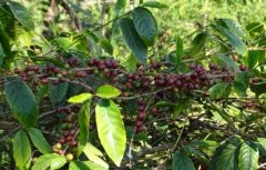 烏干達阿拉卡比咖啡豆風味 烏干達咖啡豆種有哪些咖啡特點描述
