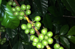 瓜地馬拉谷地產區橙市莊園野生咖啡年產量 橙市莊園日曬咖啡風味