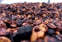 哥斯達黎加Black honey咖啡風味描述Black honey咖啡處理方式過程