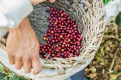 咖啡豆蜜處理法咖啡豆味道 黃/紅/黑蜜處理法區別特點風味描述