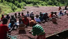 衣索比亞耶加雪菲雪冽圖日曬G1傳家寶原生種咖啡豆介紹