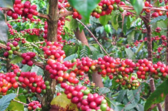 瓜地馬拉法漢尼斯產區哈瓦那莊園咖啡豆介紹 新世界種水洗處理法