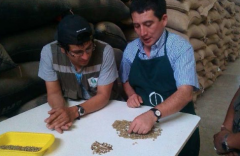 祕魯北部高地咖啡種植品種介紹 朗迪諾合作社咖啡豆口感特點風味