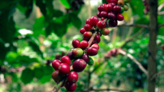 巴布亞新幾內亞中部地區咖啡 小農A級咖啡適合烘焙程度風味酸值