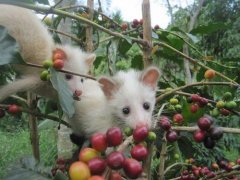 印度尼西亞果子狸貓屎咖啡豆製作技術 貓屎咖啡口感描述好喝嗎