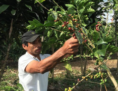 尼加拉瓜Matagalpa產區足跡莊園SHG水洗咖啡採收方法 咖啡怎麼種