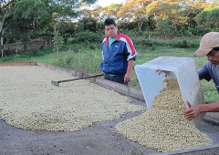 尼加拉瓜巴士迪亞莊園賽豆故事介紹 布農咖啡豆研磨後怎麼煮好喝