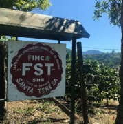 巴拿馬聖特蕾莎莊園蜜處理咖啡好喝嗎 FST咖啡SHB質量獨特之處