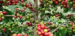 危地馬拉阿蒂特蘭藍湖SHB EP咖啡種植環境 Atitlán阿提特蘭湖咖
