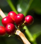 巴拿馬哈特曼莊園咖啡種植故事 波魁特咖啡價格烘焙程度口感描述