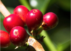 爾瓜多爾海龜豆咖啡產地 海龜咖啡豆品種風味描述咖啡處理方式