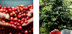 尼泊爾產咖啡嗎尼泊爾咖啡買什麼牌子 尼泊爾喜馬拉雅咖啡豆種植