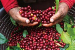 臺灣種植咖啡發源地介紹 花蓮瑞穗舞鶴村咖啡種植環境咖啡產量