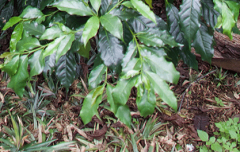 哥斯大黎加龐特莊園咖啡產量 加龐特莊園蜜處理卡杜拉咖啡風味
