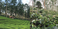 金色森林咖啡豆是哪個產區的 印尼西爪哇島咖啡種植環境咖啡品質