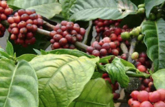 盧旺達穆沙沙集團嘎塔瓜拿處理站故事 穆莎莎單一處理廠咖啡風味
