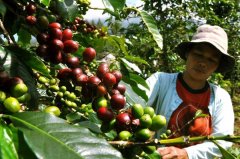 印度尼西亞巴厘島有機藍月亮Kintamani高地阿拉伯咖啡綠色咖啡豆