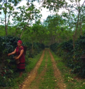 寮國Paksong沙瓦杜咖啡莊園故事 SCAA認證Paksong咖啡品質怎樣
