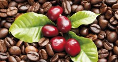 雲南叢崗莊園卡蒂姆咖啡豆蜜處理風味描述 卡蒂姆咖啡豆口感特點