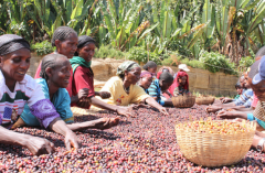 肯尼亞奈洛比國營AA小圓豆處理法 奈洛比咖啡豆種植環境