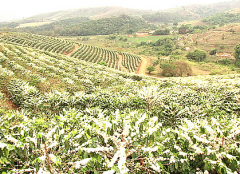 巴西咖啡莊園有哪些 黑肯特農園雨林認證半水洗咖啡風味介紹