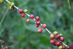 哥倫比亞奇異吉拉爾多合作社咖啡風味口感描述咖啡沖泡的製備建議