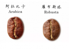 阿拉比卡種與羅布斯塔種咖啡原產地 種植羅布斯塔咖啡最大出口國
