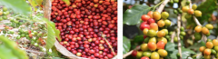 博克特Boquete咖啡豆是哪個莊園的 巴拿馬日曬雷利達莊園杯測分數