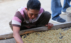 蘇門答臘 Lintong Nihuta 稀有純水洗處理咖啡豆風味描述